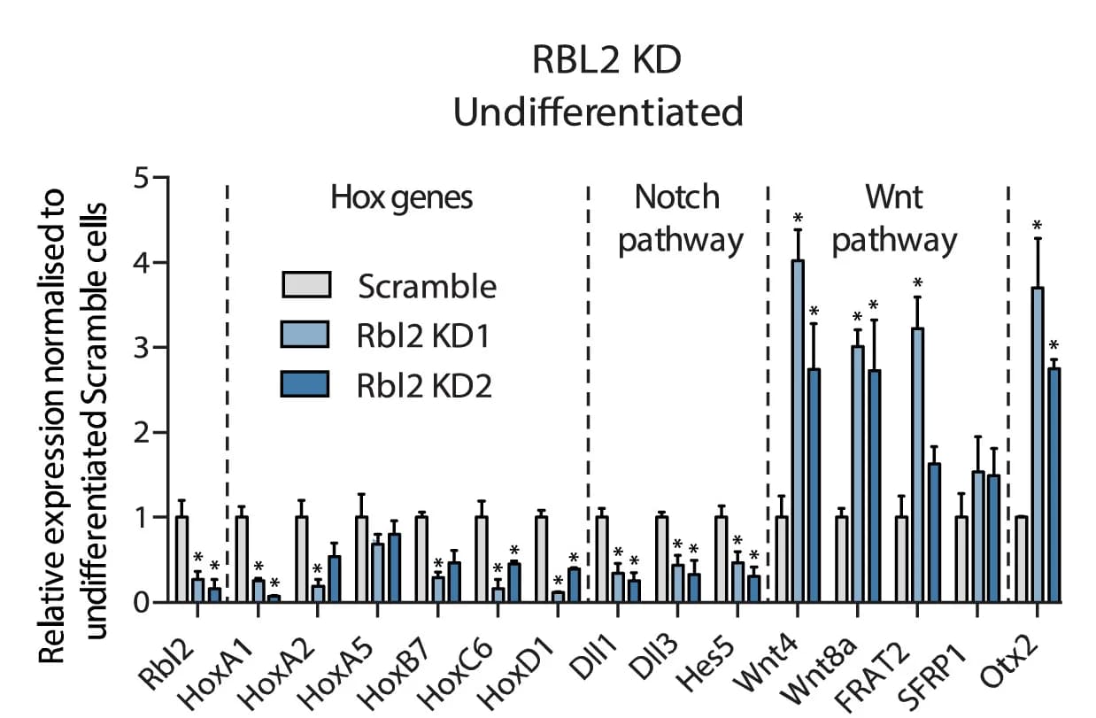 Open access visualization of Bar Plot, Error Bars, Clustered, RBL2, Knockdown