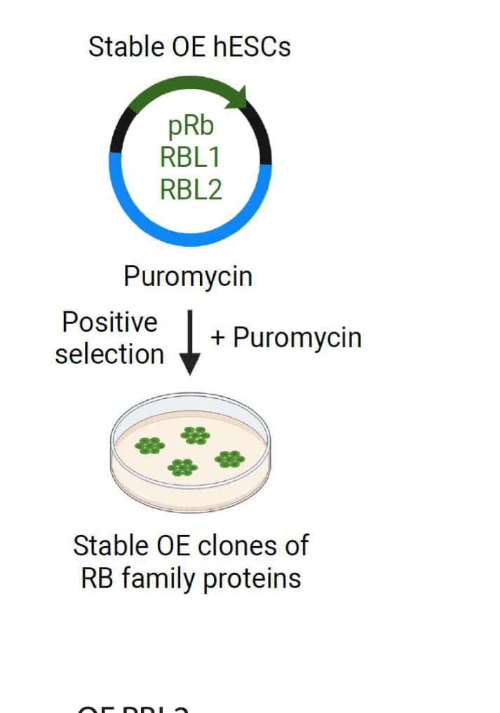 Open access visualization of Workflow, Flowchart, Illustration, RBs, Overexpression