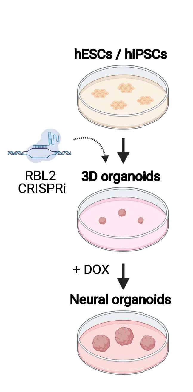 Open access visualization of Workflow, Flowchart, CRISPRi, RBL2, 3D Neural Organoids