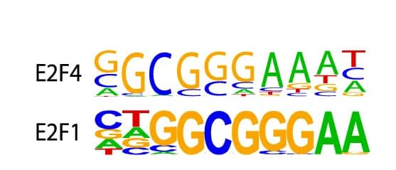 Open access visualization of Illustration, E2F4 Binding, E2F1 Binding, Chromatin, WNT Loci