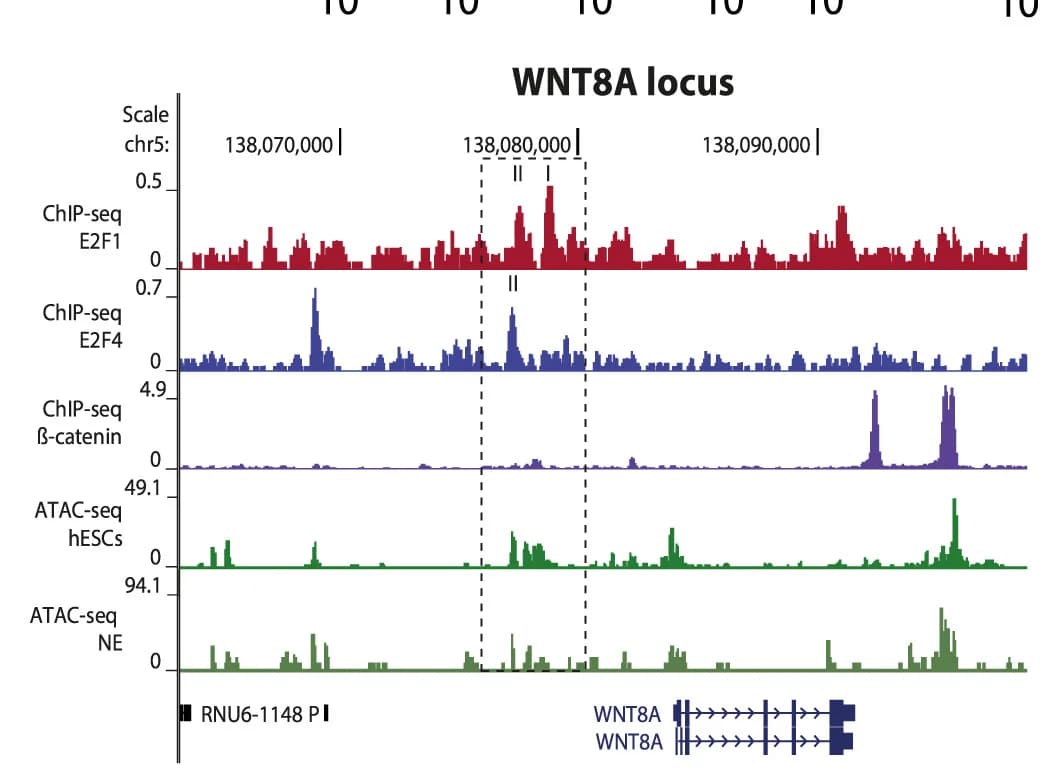 Open access visualization of Line Plot, WNT8A Locus, E2F1 Binding, E2F4 Binding, Beta-catenin ChIP-seq
