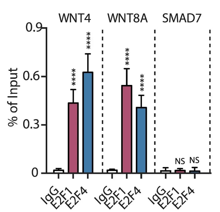 Open access visualization of Bar Plot, Error Bars, Clustered, E2F4 Binding, E2F1 Binding