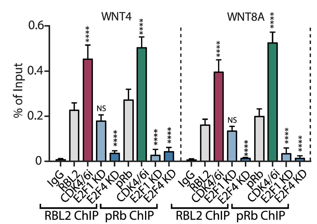 Open access visualization of Bar Plot, Error Bars, RBL2, pRb, WNT Ligands