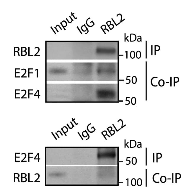 Open access visualization of Gel, RBL2-KD, WNT4 Promoters, WNT8A Promoters