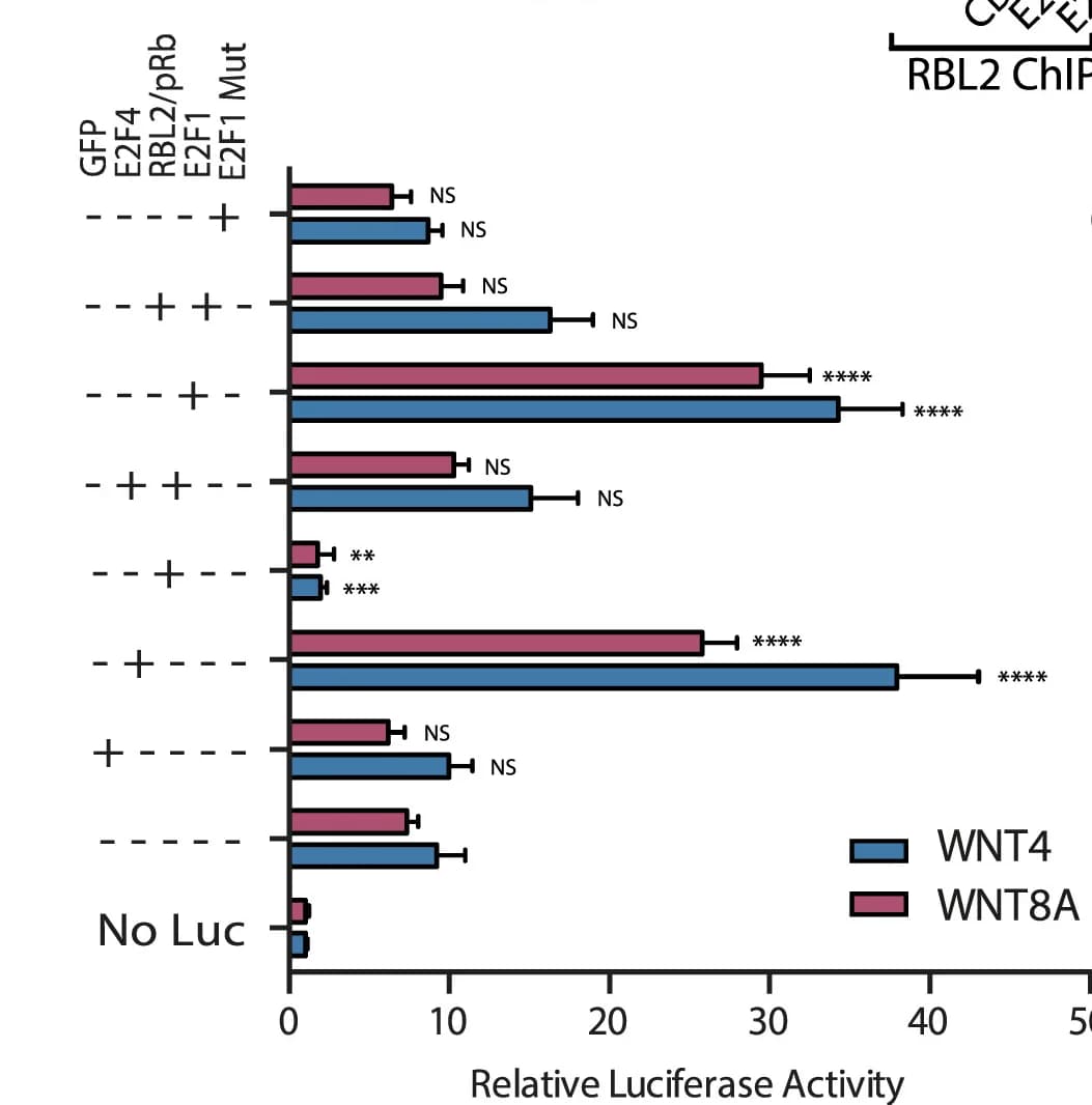Open access visualization of Bar Plot, Error Bars, Clustered, RBL2-KD Cells, WNT4 Promoters