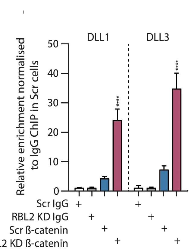 Open access visualization of Bar Plot, Error Bars, beta-Catenin, Notch Ligands, DLL1