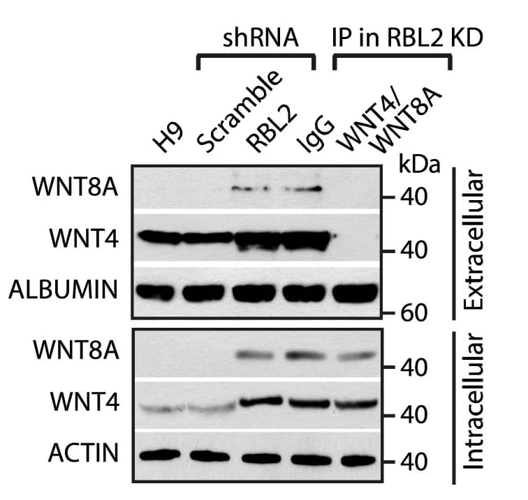 Open access visualization of Gel, WNT4, WNT8A, Medium Depletion