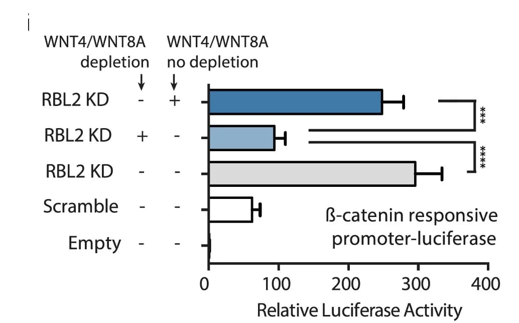 Open access visualization of Bar Plot, Error Bars, RBL2, WNT4, WNT8A