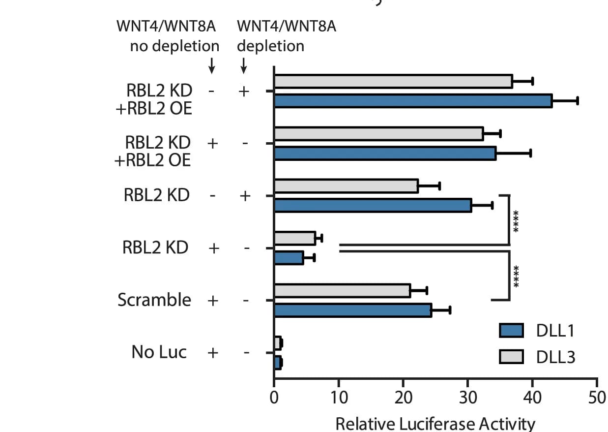 Open access visualization of Bar Plot, Error Bars, WNT4, WNT8A, Medium Depletion
