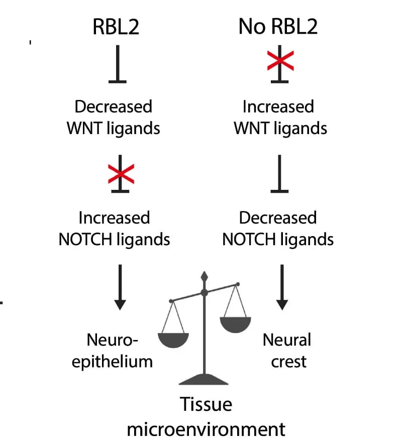 Open access visualization of Workflow, Flowchart, Illustration, RBL2, Tissue Microenvironment