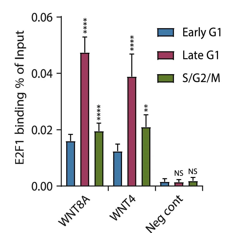 Open access visualization of Bar Plot, Error Bars, Clustered, Cell Cycle, ChIP-qPCR