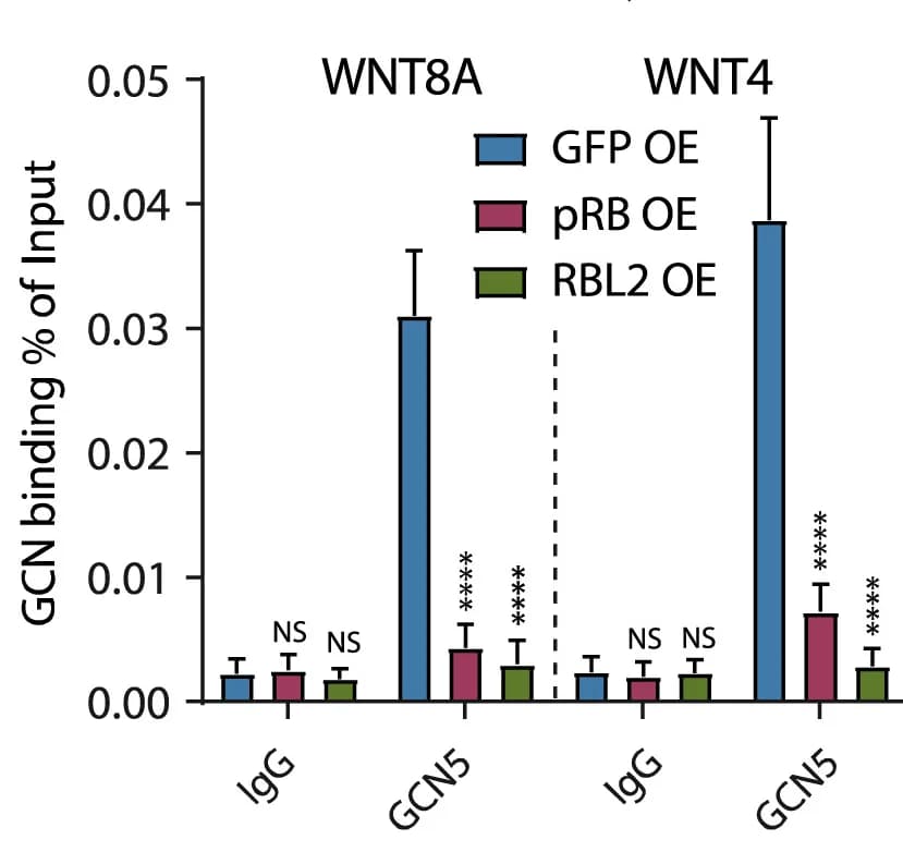 Open access visualization of Bar Plot, Error Bars, Clustered, GCN5, WNT8A Locus