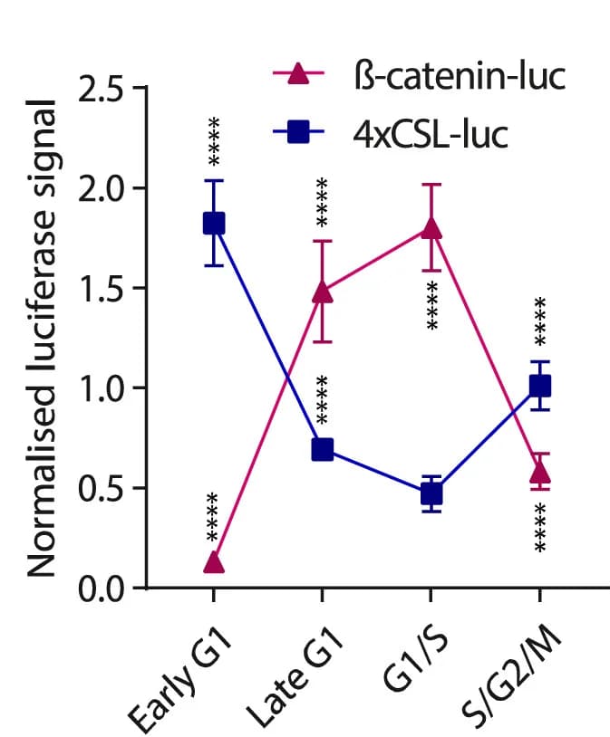 Open access visualization of Line Plot, Error Bars, Cell Cycle, β-catenin, NOTCH activity