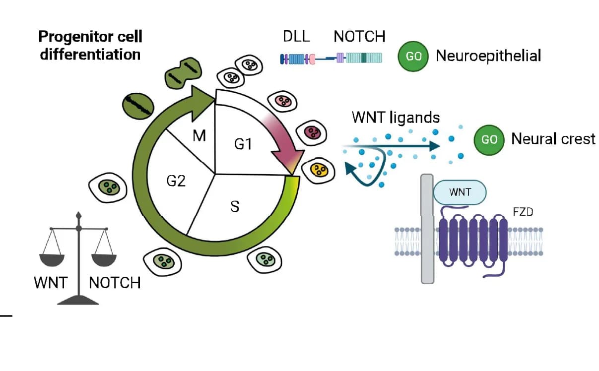 Open access visualization of Workflow, Illustration, Cell Cycle, DLL/NOTCH signaling, WNT/β-catenin signaling
