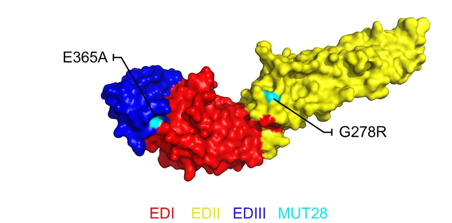 Open access visualization of Protein Structure, TBEV E Protein, Surface Model, Amino Acid Changes, TBEV-MUT28