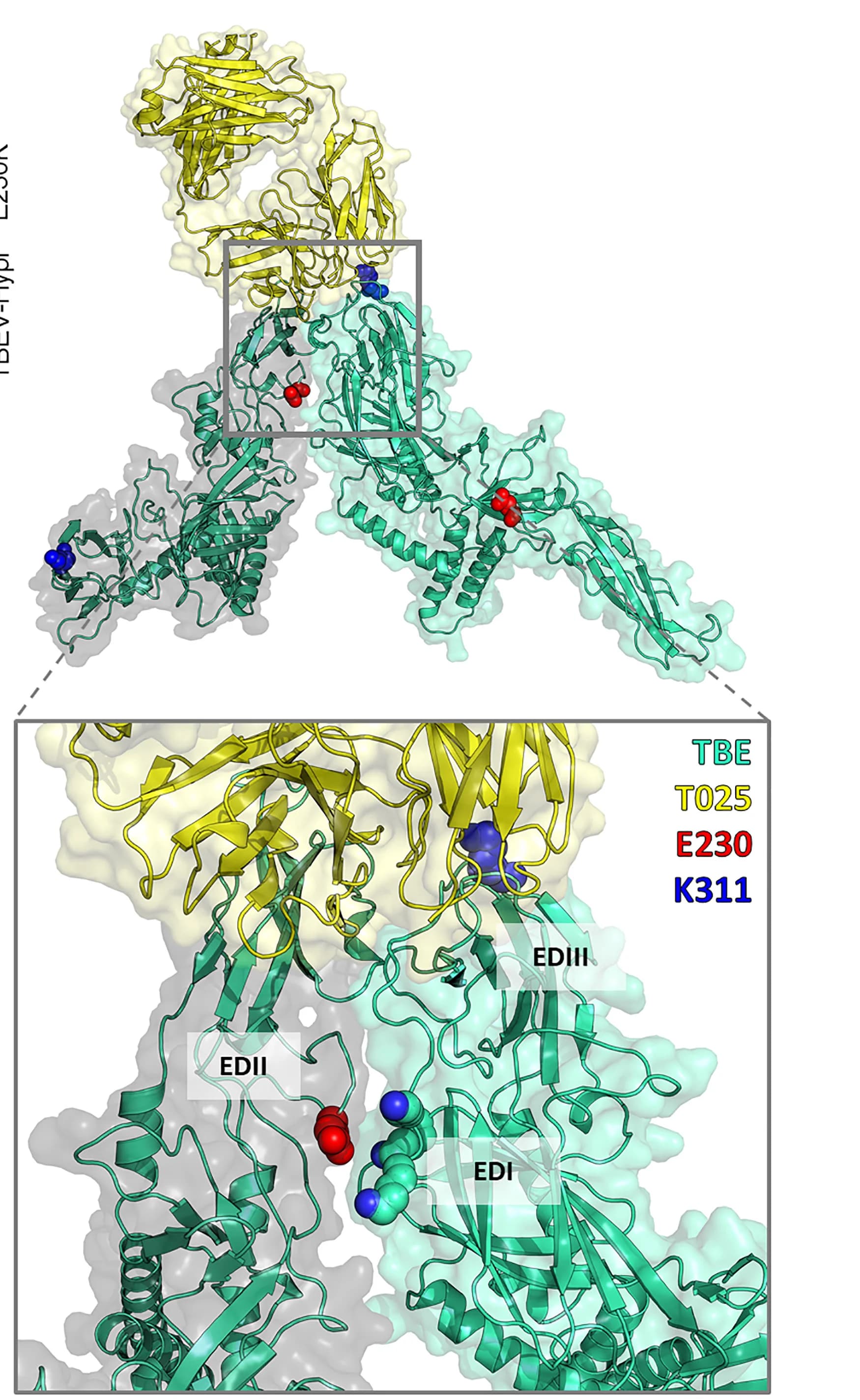 Open access visualization of Protein Structure, T025 binding, TBEV E protein, EDIII epitope, EDII