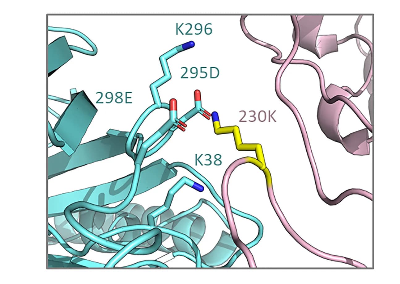 Open access visualization of Protein Structure, Chemical Structure, Counterchanges, K298E, E295D