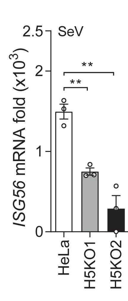 Open access visualization of Bar Plot, Error Bars, Scatter Plot, RT-qPCR, IRF3-Responsive Genes