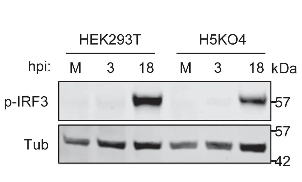 Open access visualization of Gel, Immunoblot, SeV Infection, p-IRF3 Levels, Phosphorylated IRF3