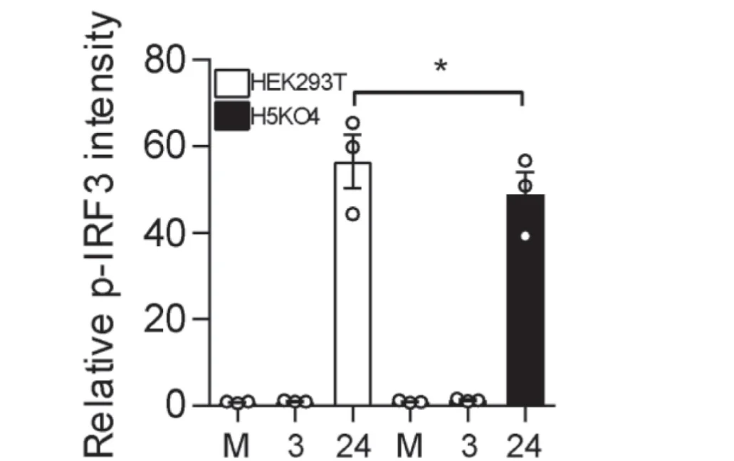 Open access visualization of Bar Plot, Error Bars, p-IRF3 Level, Alpha-Tubulin, Quantification