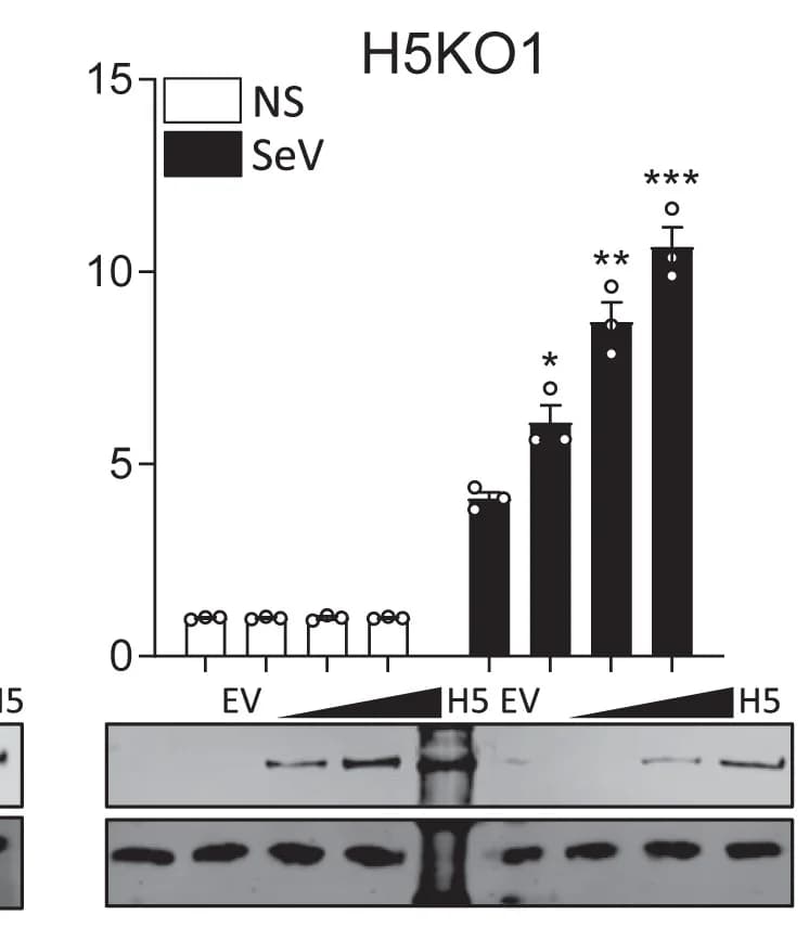 Open access visualization of Bar Plot, Error Bars, Gel, HDAC4, IRF3 Activation