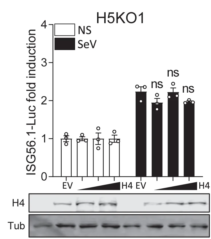 Open access visualization of Bar Plot, Error Bars, Gel, HDAC4, IRF3 Activation