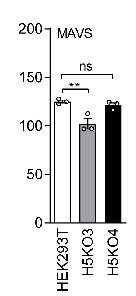 Open access visualization of Bar Plot, Error Bars, Immunoblots, FLAG-Tagged MAVS, Cell Lysates