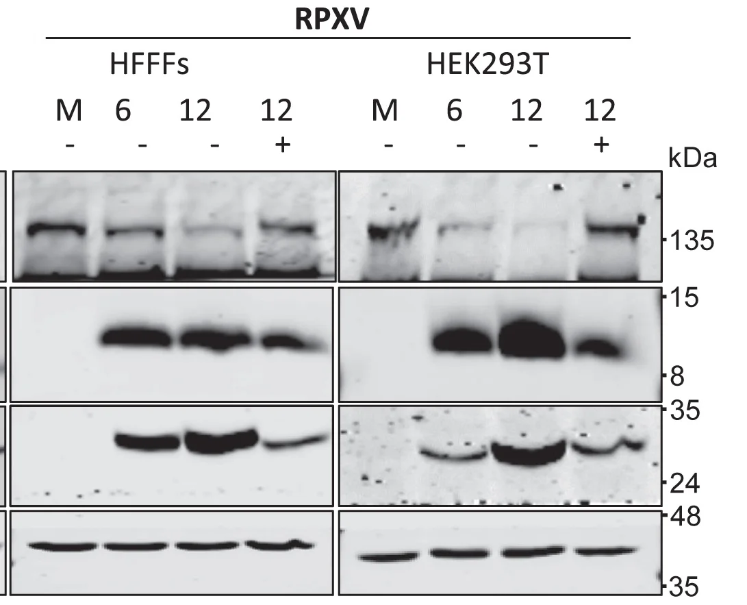 Open access visualization of Gel, CPXV-BR, RPXV, CMLV, MPXV Strain