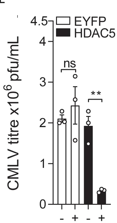 Open access visualization of Bar Plot, Error Bars, HDAC5, U2OS Cells, CPXV-BR