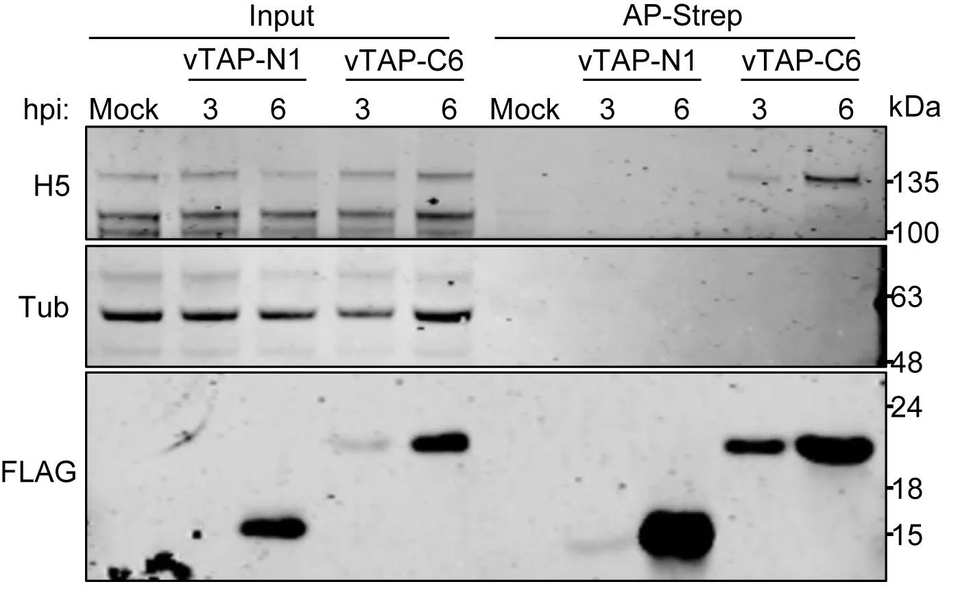 Open access visualization of Gel, VACV C6, HDAC5, Infection, HEK293T Cells