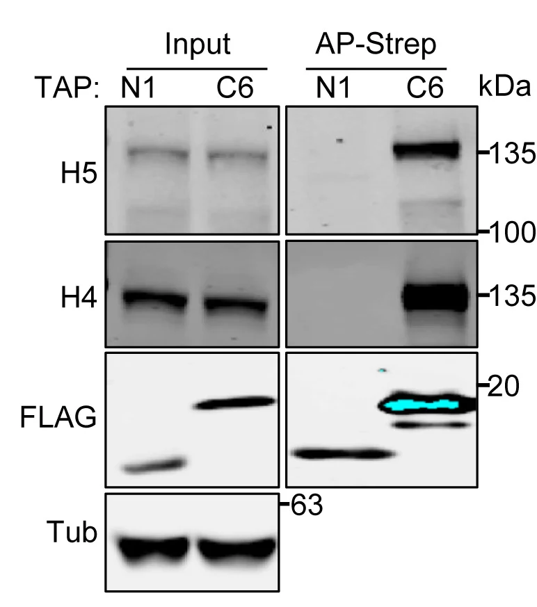 Open access visualization of Gel, VACV C6, HDAC5, HEK293T Cells, TAP-tagged N1