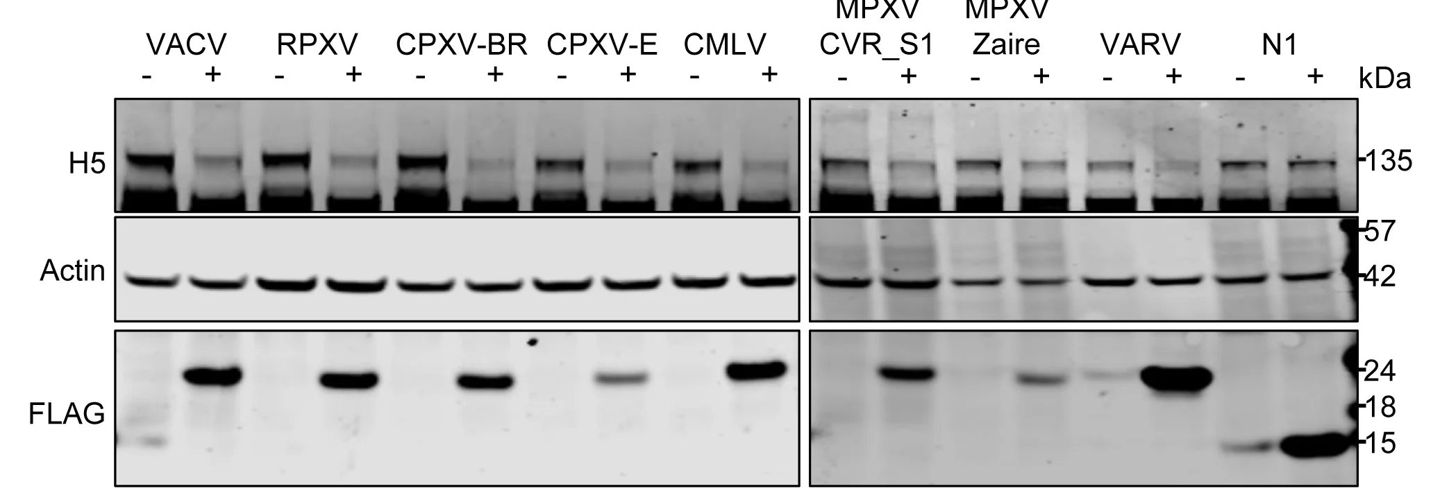 Open access visualization of Gel, Orthopoxvirus Protein C6, HDAC5 Degradation, Cell Lysates, Immunoblotting