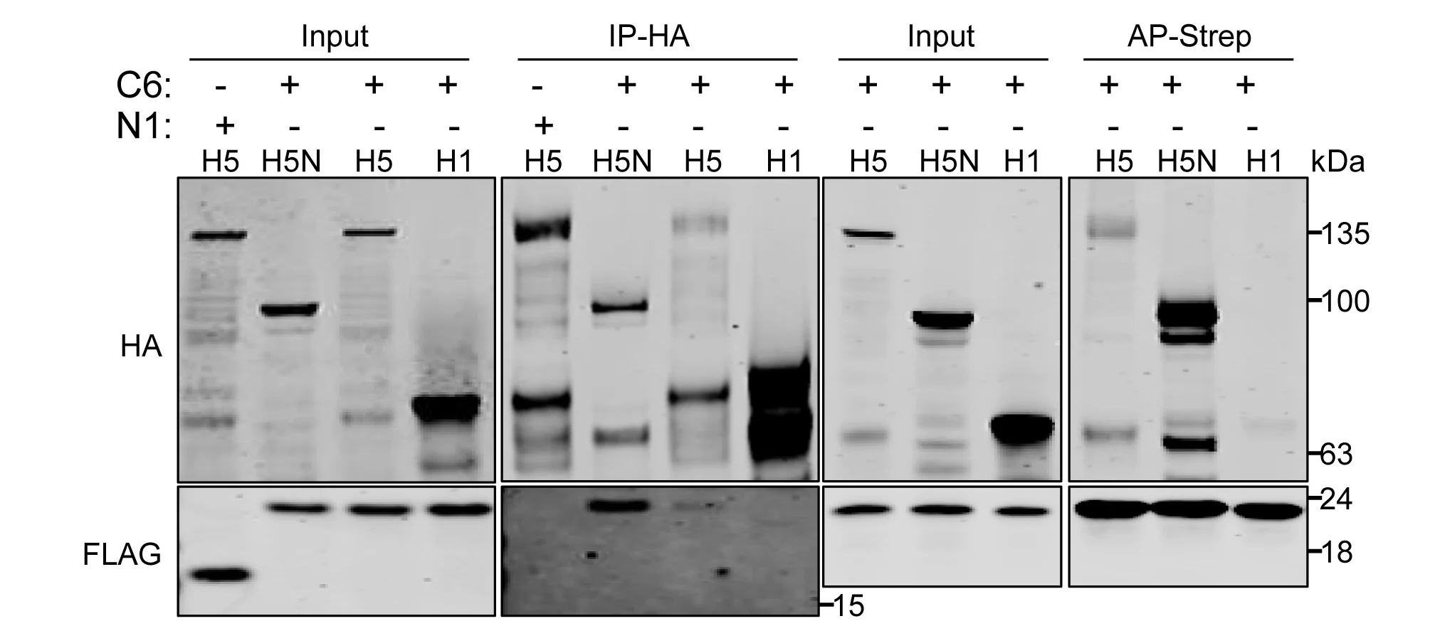 Open access visualization of Gel, C6, HDAC5, N-terminal Domain, TAP-tagged N1