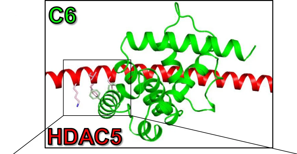 Open access visualization of Protein Structure, Chemical Structure, AFM, HDAC5, C6