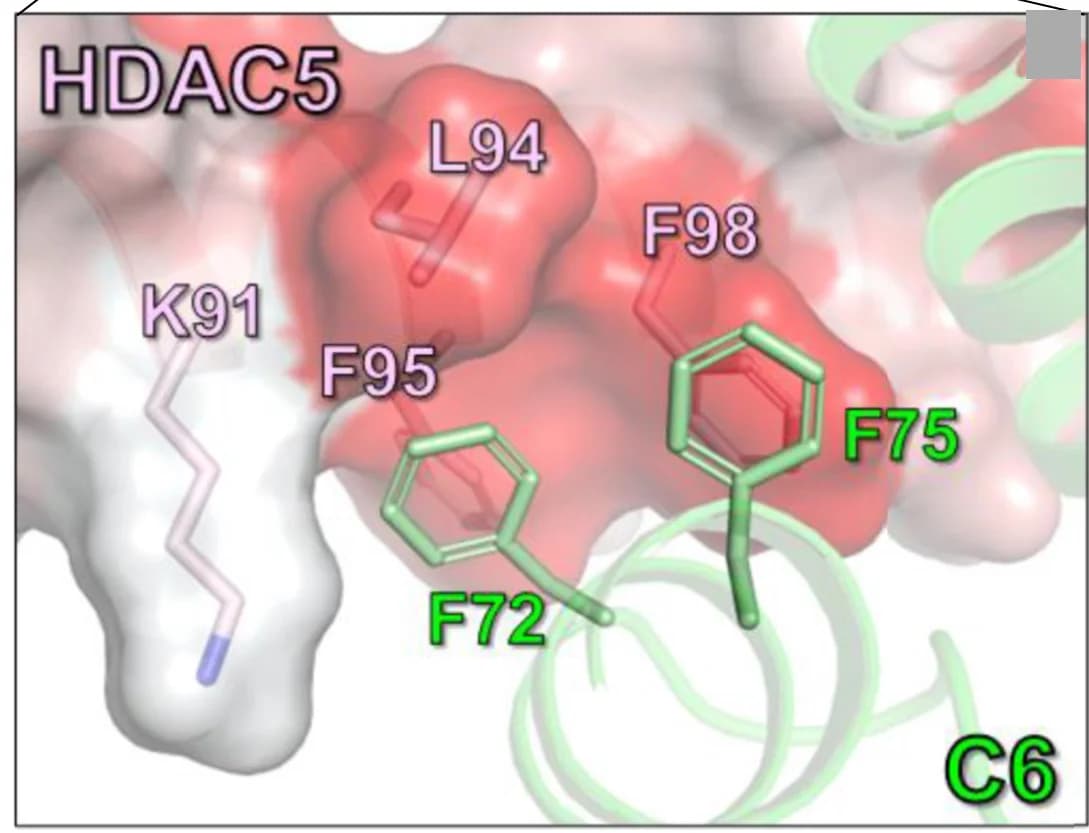 Open access visualization of Protein Structure, Chemical Structure, C6, HDAC5, Hydrophobic Cleft