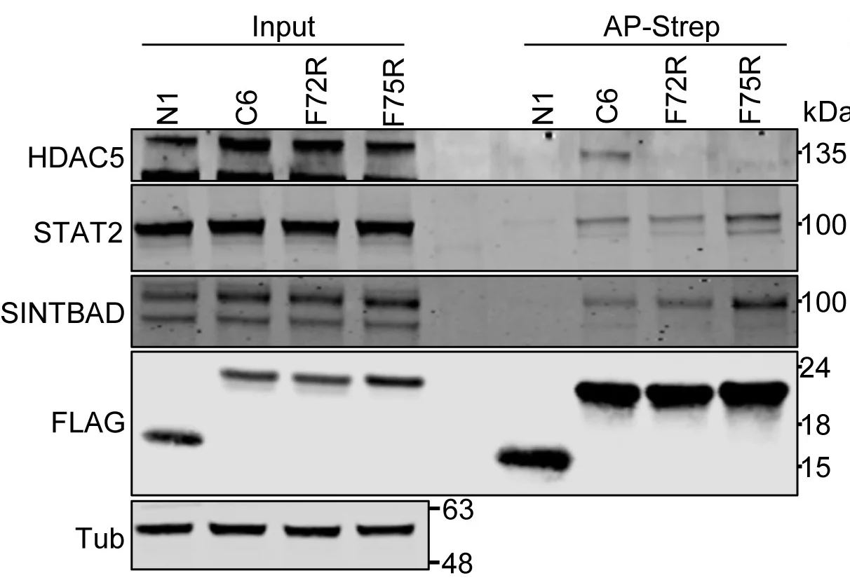 Open access visualization of Gel, C6, HDAC5, F72, F75