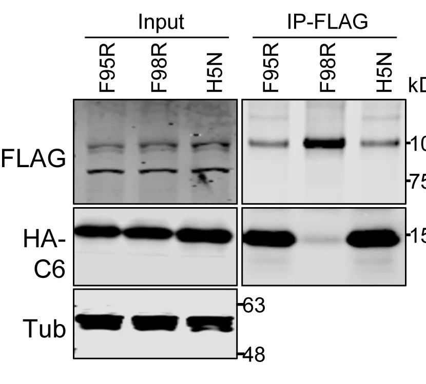 Open access visualization of Gel, HDAC5, C6, HDAC5-N, Immunoblotting