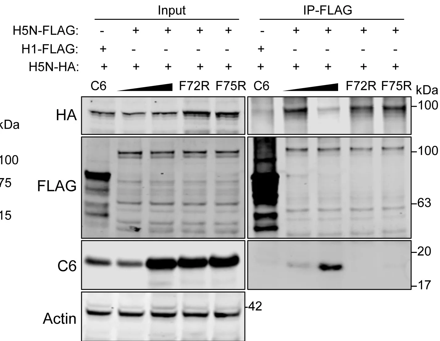 Open access visualization of Gel, C6, HDAC5, HDAC5-N, Homodimerization