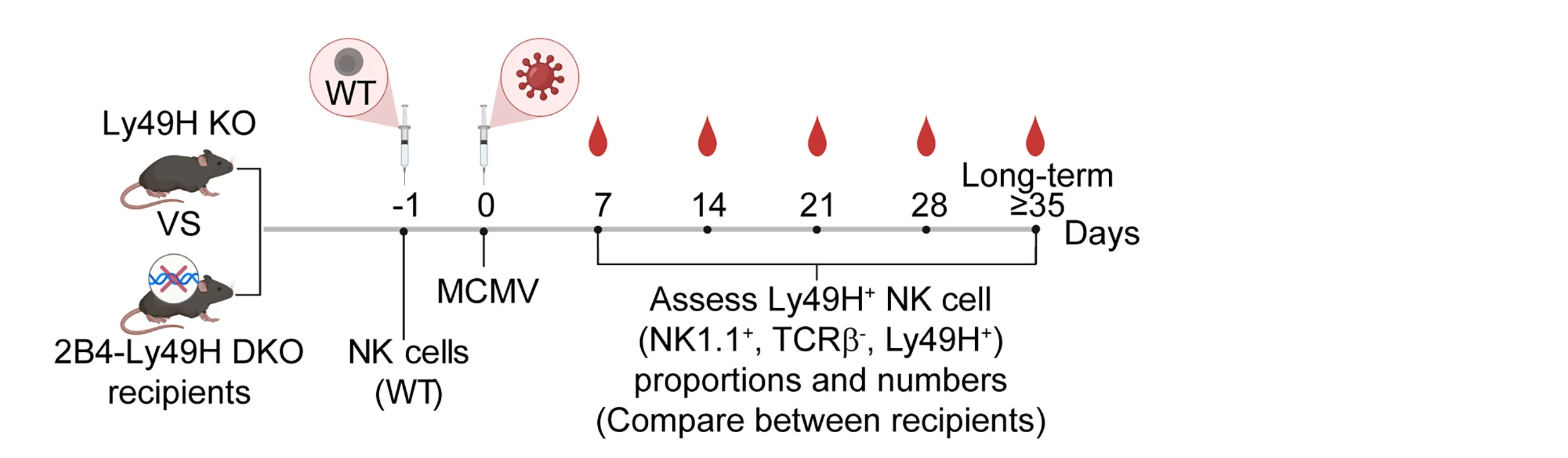 Open access visualization of Workflow, Flowchart, Illustration, Adoptive Transfer, NK Cells
