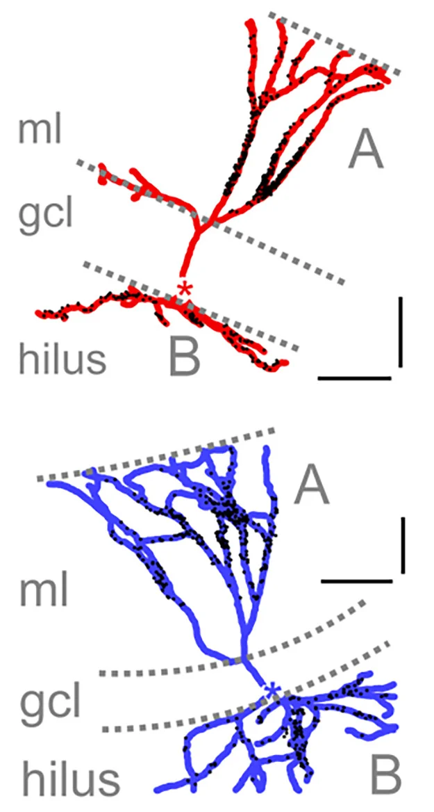 Open access visualization of Illustration, Apical Dendrites, Basal Dendrites, Molecular Layer, Granule Cell Layer