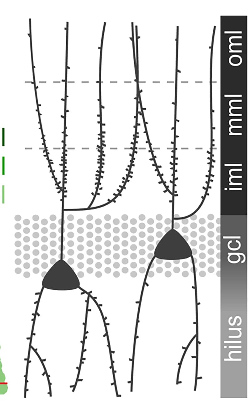 Open access visualization of Illustration, Spine Distribution, Schematic Summary