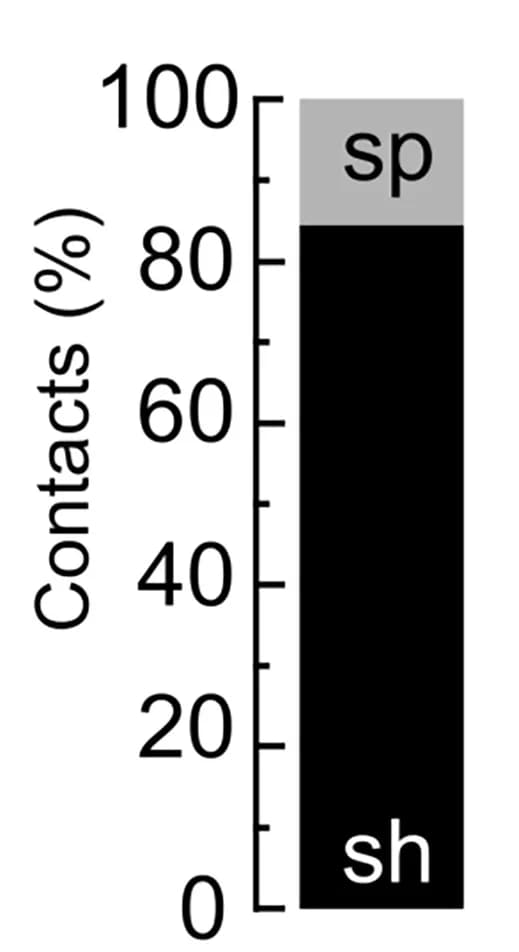 Open access visualization of Stacked Bar Plot, Normalized Fraction, Spine, Shaft, Dual-eGRASP