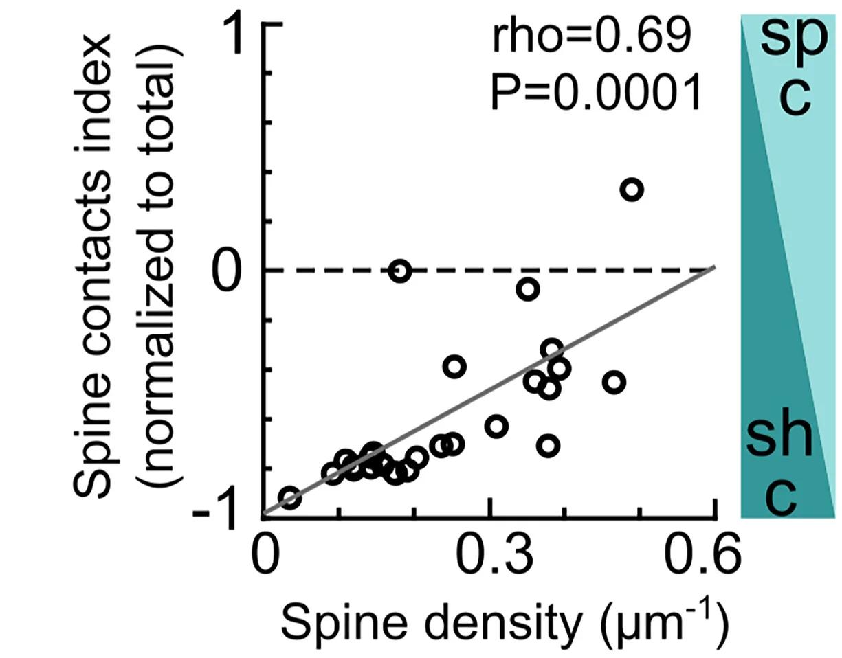 Open access visualization of Scatter Plot, Regression Plot, Normalized MC-PVI Contacts, Shafts, Spines