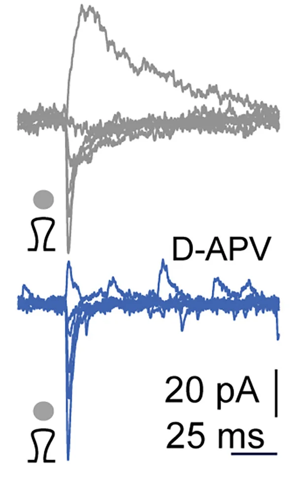 Open access visualization of Line Plot, AMPA, NMDAR, UncEPSC, PVI Spine