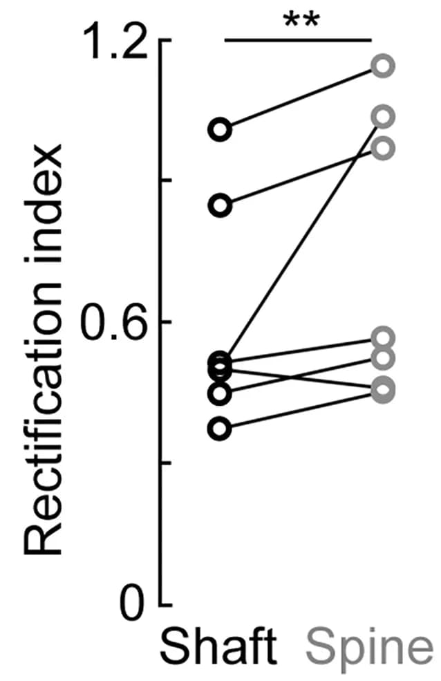 Open access visualization of Line Plot, Scatter Plot, Rectification Index, Spine, Shaft
