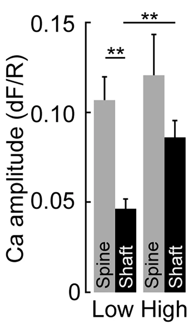 Open access visualization of Bar Plot, Error Bars, Clustered, Calcium Transient Amplitude, Spine