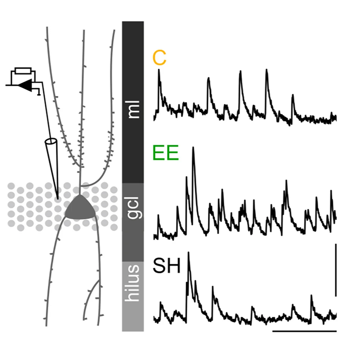 Open access visualization of Line Plot, Illustration, In Vitro, Whole-Cell Recordings, sIPSC Traces