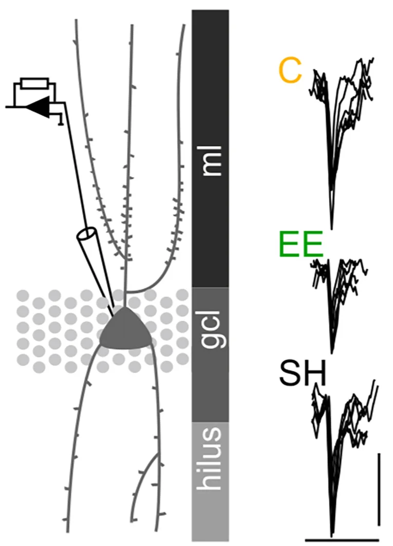 Open access visualization of Illustration, Line Plot, sIPSC, sEPSC, Recordings