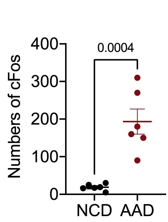 Open access visualization of Scatter Plot, Error Bars, cFos, Neurons, Colon