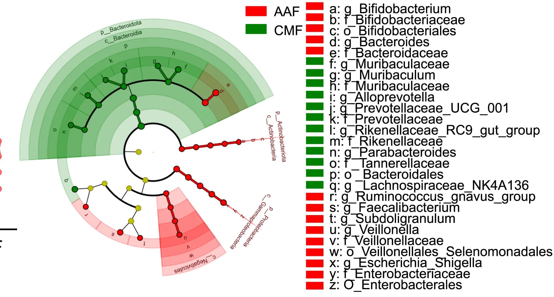 Open access visualization of Network, Pathway, LEfse Analysis, CMF-fed Groups, AAF-fed Groups
